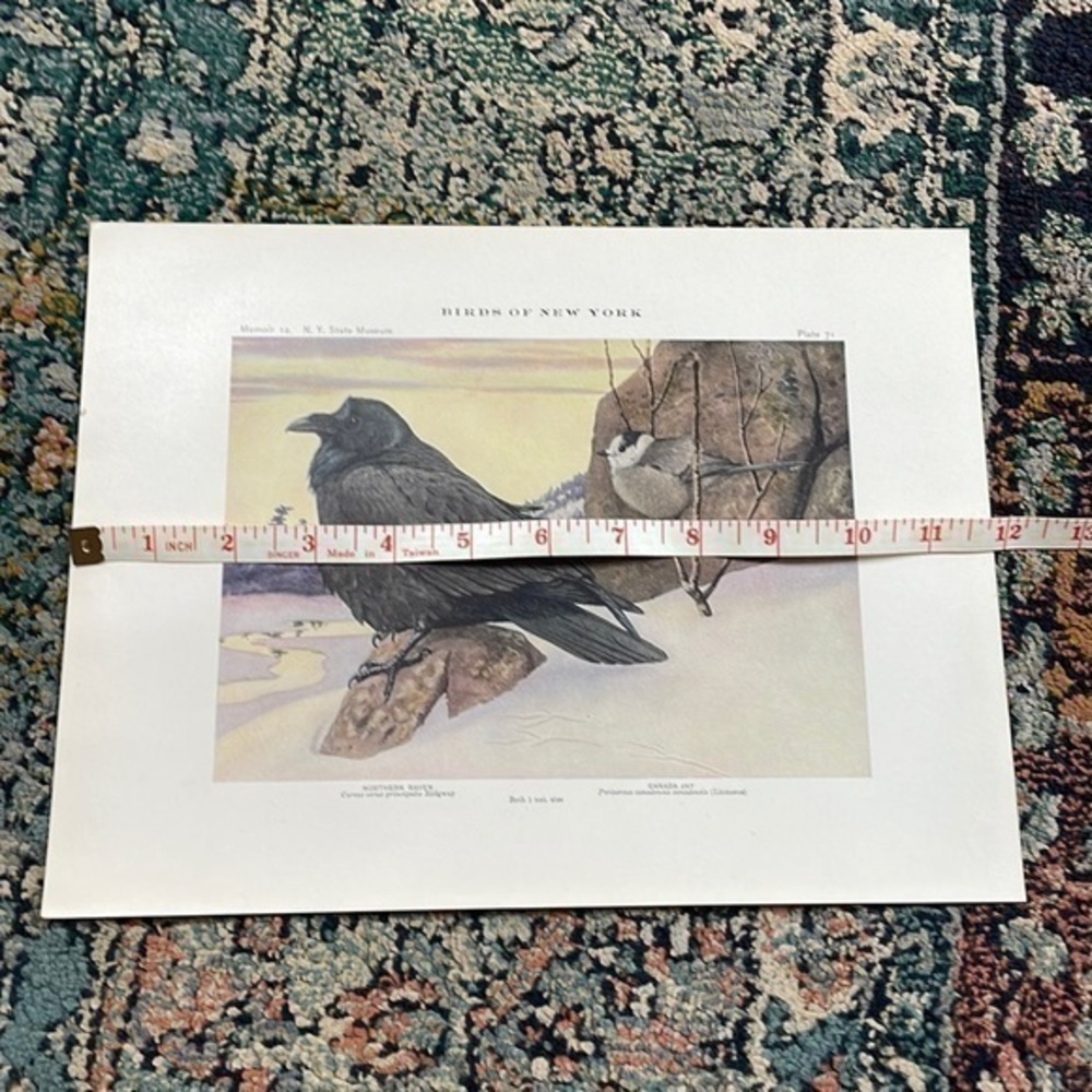 Antique Ornithological Bird Print Original Raven Canada jay - Picture 11 of 14